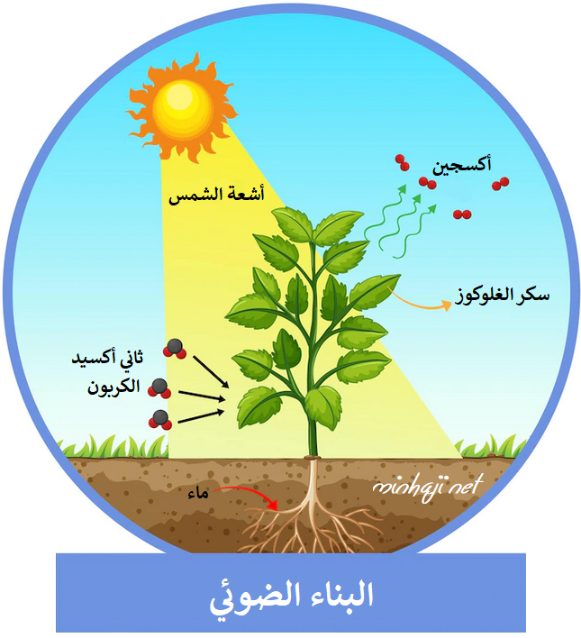 عملية البناء الضوئي